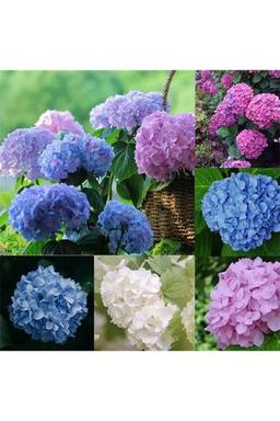 Wallstar Ortanca Çiçeği, Ortanca Fidanı 5 Adet Tüplü