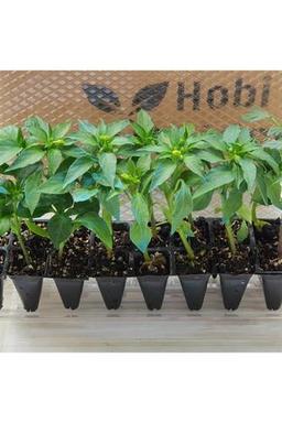 AHG BOTANİK Domates Fidesi ve Kıl Biber Fidesi Karışık Paket 5 Domates 5 Kıl Biber Toplam 10 Fide Çitil Ekonomik