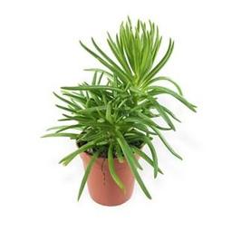 Sivri Yaprak Peperomia