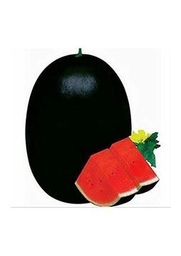 Ata Tohumculuk 15 Adet Tohum Meşhur Halep Karpuzu Tohumu Halep Karası Karpuz Tohumu