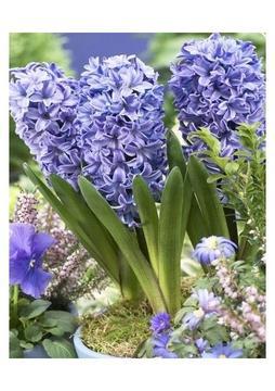 Vipfoni Mavi Sümbül Soğanı 5'li