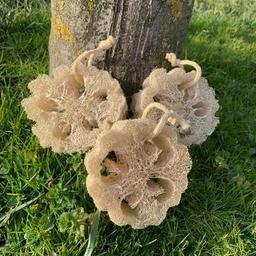 Kabak Lifi Sünger - 1 Adet