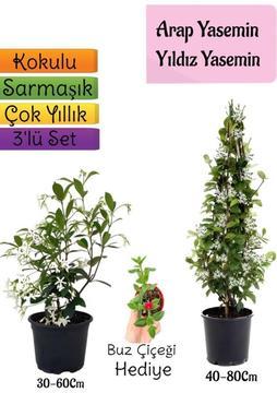 Bitkim Sende Kokulu Arap Yasemini+Yıldız Yasemin Fidanı+Buz Çiçeği Hediye 3'lü Peyzaj Seti