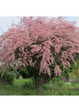 Bahçevilya Hızlı Büyüyen Ilgın Ağacı Fidanı - 1-2 Yaş, Saksılı, Dekoratif Ağaç"