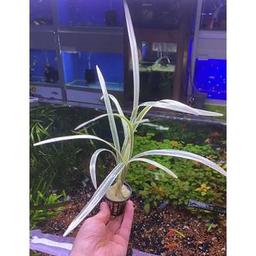Ophiopogon Jaburan Variegatus Saksı Canlı Bitki