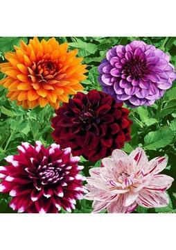 Nandina Botanik Yıldız Çiçeği Soğanı ( Dahlıa Yumrusu) 5 Renkli