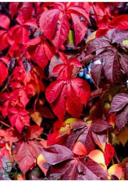 Yayılıcı Duvar Sarmaşığı 4 Adet Tüplü 50-80 cm Soğuğa Dayanıklıdır