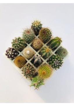 Egzotik Bahçe Kaktüs Fidesi 9 Adet Süper Lüks Set  Koleksiyon Özel Çeşitler