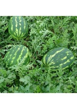 Bilgarden Crimson Karpuz Fidesi (5 Adet)