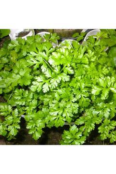 Erzurum İpek Gurme Erzurum Aşotlu-Kişnişli Akide Şekeri 650 GR İPK 4953