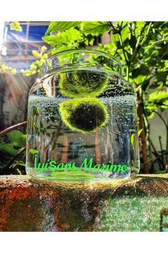 Marimo Baby Şans Yosunu Mossball Büyütmek Ve Çoğaltmak Için 1 Adet (0.5-1CM)