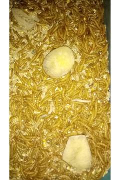 Un Kurdu Yem 125 Adet