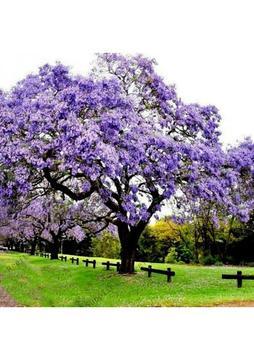 Tüplü Mor Çiçekli Yoğun Kokulu Paulownia Ağacı Fidanı (60-100 Cm)