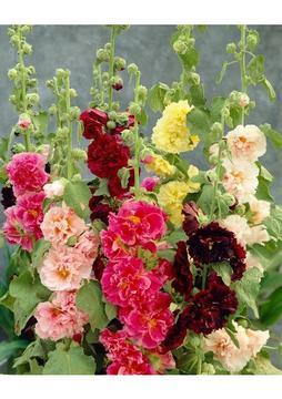 Plantistanbul Katmerli Gül Hatmi Çiçeği Karışık Renk Çiçek Tohumu +-40 Adet