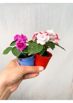 Serada Decor Plant Videolu 2 Adet Karışık Renk Katmerli Cam Güzeli 10-20 cm Saksılı Çiçekli Bodur Crassula Ovata