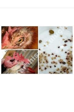 Cabhiper 1 Kg Bit, Pire,kene