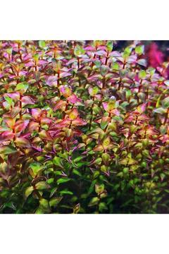 Rotala Macrandra Mini Pink Akvaryum Bitkileri Akvaryum Bitkisi 5 Dal