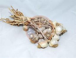 Kastamonu Taşköprü Sarımsağı (Orta Boy Sarımsak) 500 gr