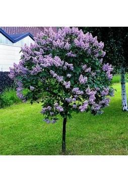 taşkar peyzaj Leylak Çiçeği Fidanı Kokulu Tüplü 70-100 cm