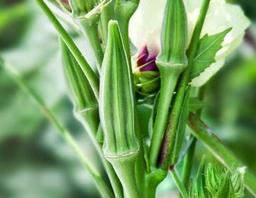 Doğal Sultani Bamya Tohumu