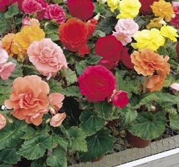 Begonya Tohumu ( Katmerli ) Karışık Renkli - 5 Tohum