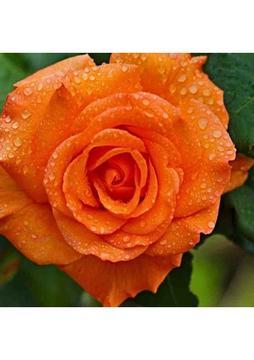 Turuncu Yediveren Kokulu Tüplü Gül Fidanı