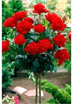 Çiçekflix Koyu Kırmızı Kokulu Baston Gül 3 Adet Açık Kök
