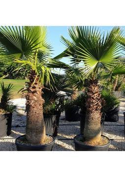 My Botanik Palmiye Fidanı-Washingtonia Robusto Palmiye (50-60 Cm)-3 Adet