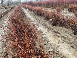 1613 AMERİKAN ASMA ANACI