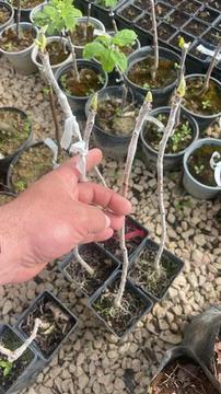 Antep Fıstığı Anacı UCB-1